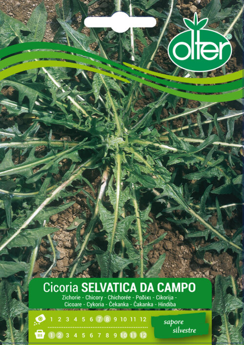 Cicoria catalogna puntarelle foglie frastagliate maxibusta - Agraria Mentana