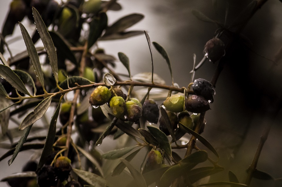 olives-4567293_960_720